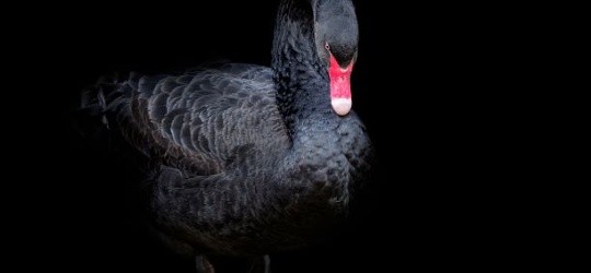 The Rfolios Weekly Broadcast - Can a black swan event prevent a green swan event?