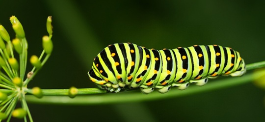 The hungry caterpillar – eating its way to growth