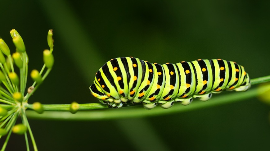 The hungry caterpillar – eating its way to growth