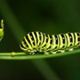 The hungry caterpillar – eating its way to growth