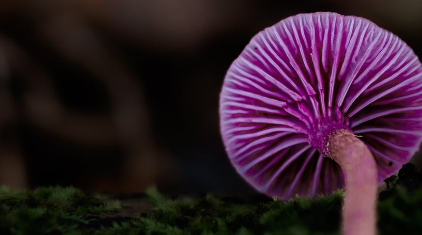 SustainAbility: The healthy theme