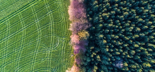 Deforestation: rising up the corporate and investor agenda