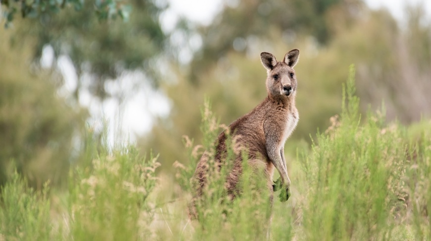 Australia: The world's most attractive developed market?